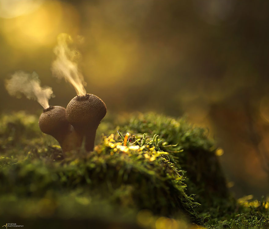 smoking psychedelic mushrooms
