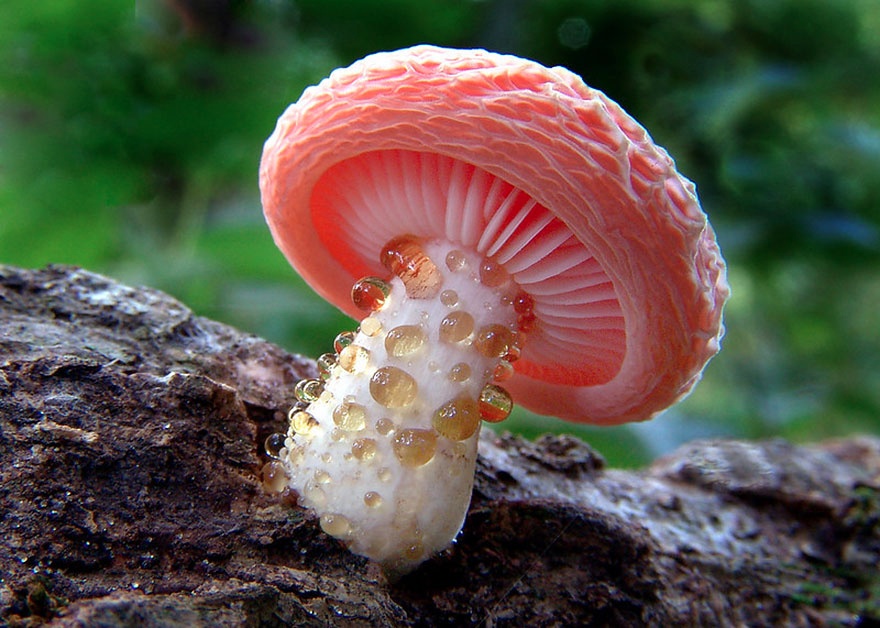 PINK psychedelic mushrooms
