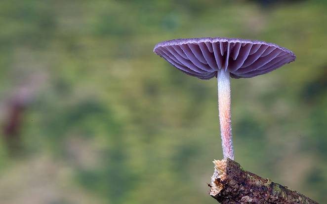 steve-axford-mushrooms-2.jpg.662x0_q70_crop-scale