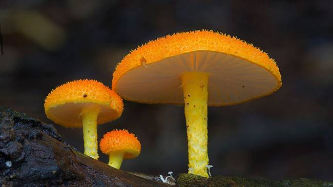 steve-axford-mushrooms-4.jpg.650x0_q70_crop-smart