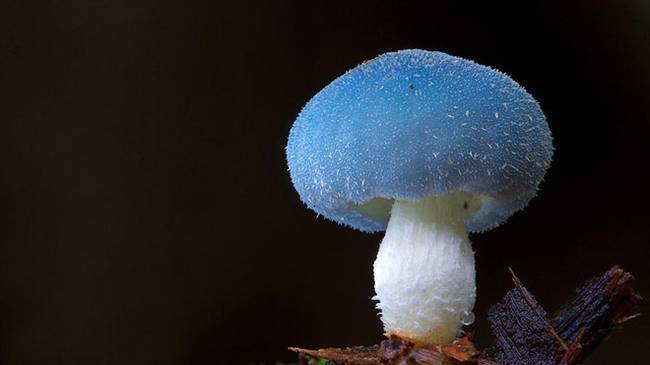 steve-axford-mushrooms-psychedelic mushrooms