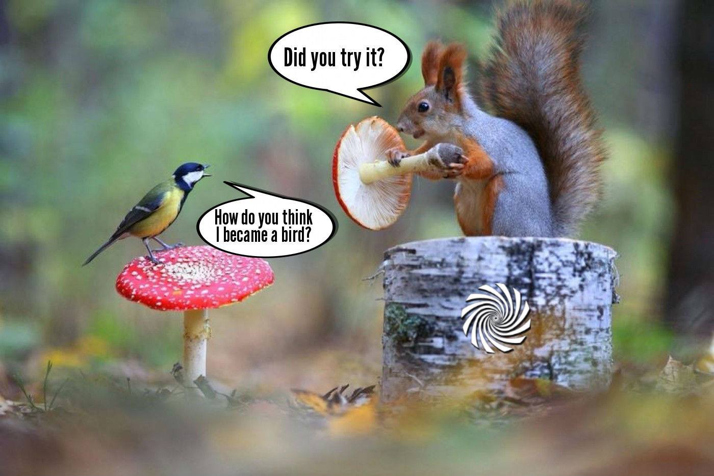 Mushroom meme - Trancentral.